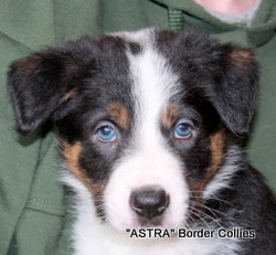 male, Smooth to medium coat, border collie puppy